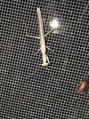 Litaneutria pacifica