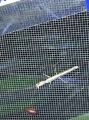 Litaneutria pacifica