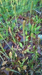 Plantago virginica