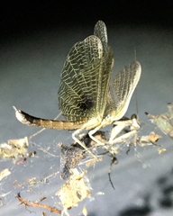 Litaneutria pacifica