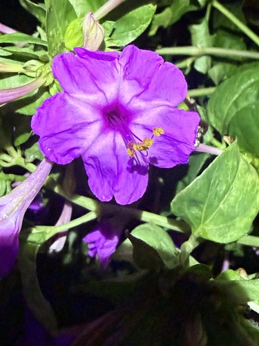Mirabilis jalapa observed 2026-10-30