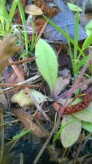Plantago virginica