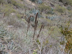Puya aequatorialis