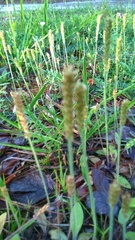 Plantago virginica