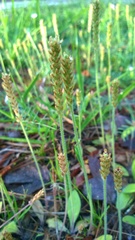 Plantago virginica
