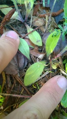 Plantago virginica