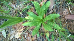 Hypochaeris chillensis