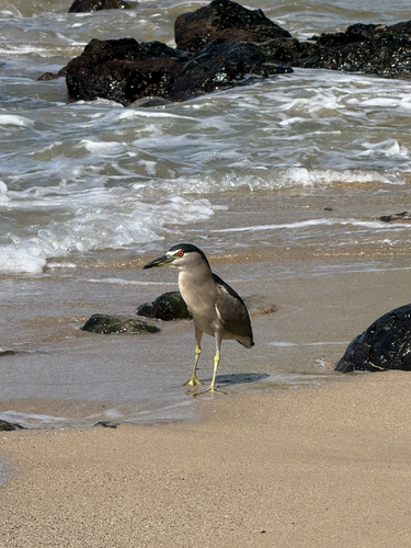 Nycticorax nycticorax observed 2026-10-30