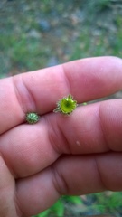 Hypochaeris chillensis