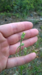 Hypochaeris chillensis
