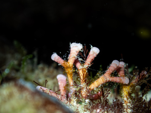 Amphiroa observed 2026-10-29