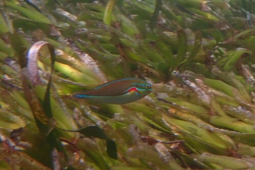 Stethojulis bandanensis observed 2026-10-24