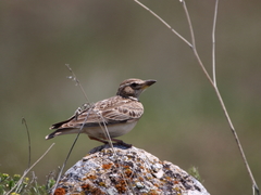 Melanocorypha bimaculata