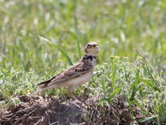 Melanocorypha bimaculata
