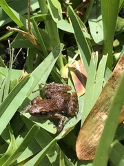 Eleutherodactylus campi