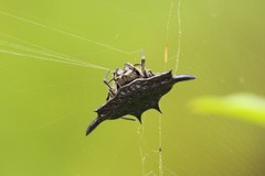 Gasteracantha diardi