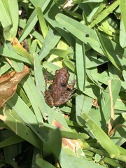 Eleutherodactylus campi