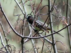 Pipilo maculatus curtatus