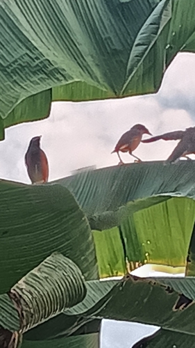Acridotheres tristis observed 2026-10-31