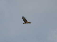 Buteo rufinus