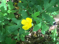 Stylophorum diphyllum