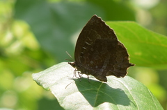 Mahathala ameria