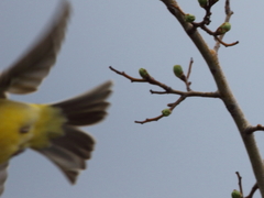 Emberiza melanocephala