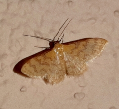 Idaea similinea