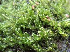 Sarmentypnum exannulatum