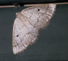 Lomographa glomeraria