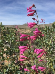 Penstemon pseudospectabilis