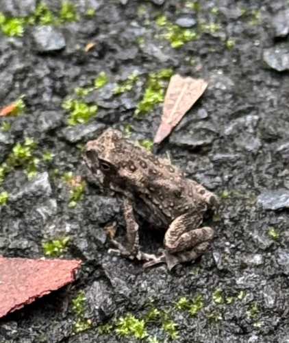 Rhinella marina observed 2026-10-31