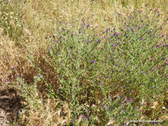 Echium plantagineum