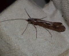 Glyphopsyche irrorata
