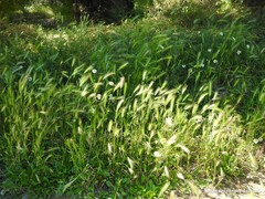 Hordeum murinum leporinum