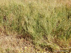 Rumex papillaris