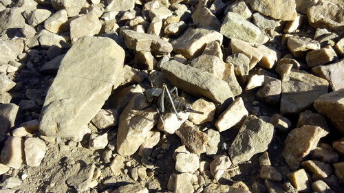 Mormon cricket
