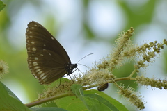 Euploea klugii