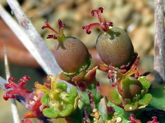 Euphorbia ferox
