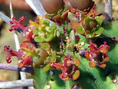 Euphorbia ferox