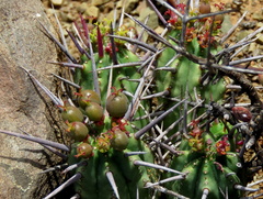 Euphorbia ferox