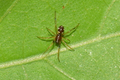 Liocranidae