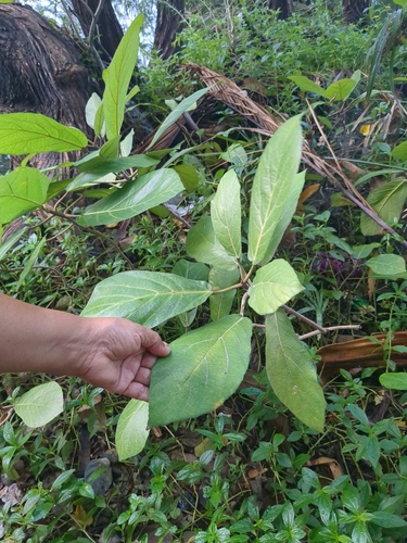 Ficus observed 2026-10-31