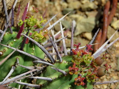 Euphorbia ferox