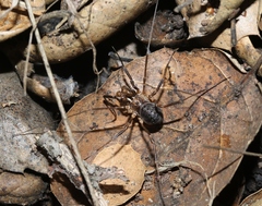 Protolophus singularis