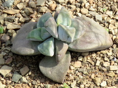 Crassula deltoidea