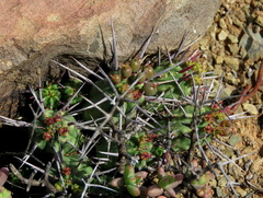 Euphorbia ferox