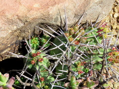 Euphorbia ferox