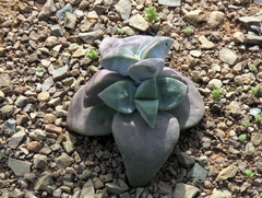 Crassula deltoidea