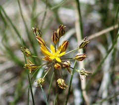 Triteleia lemmoniae